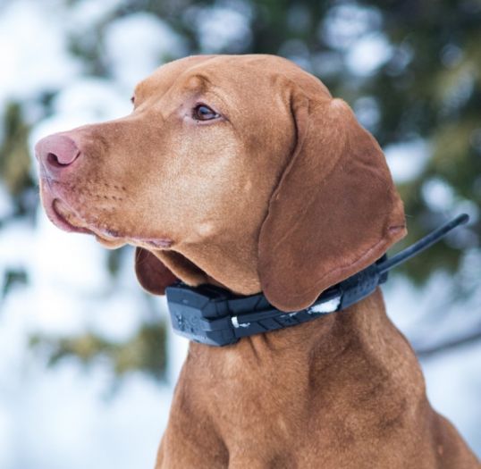 DOG TRACE Dog GPS X20